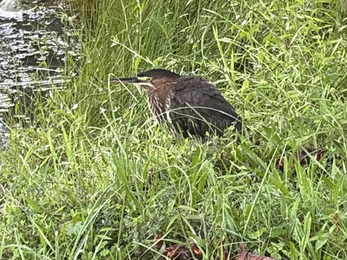 Green Heron