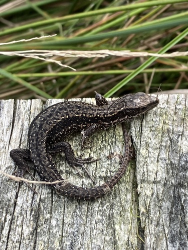 Viviparous Lizard