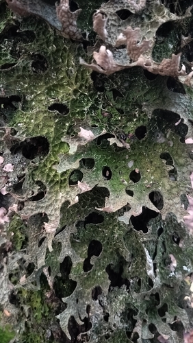 Tree Lungwort