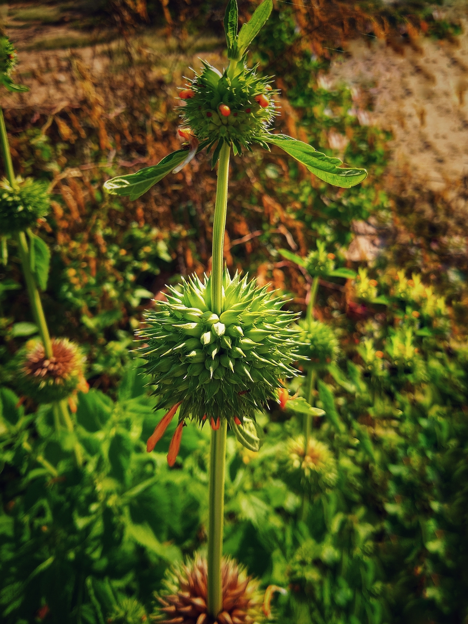 Leonotis nepetifolia