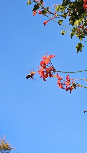 Eurasian Hummingbird Hawkmoth