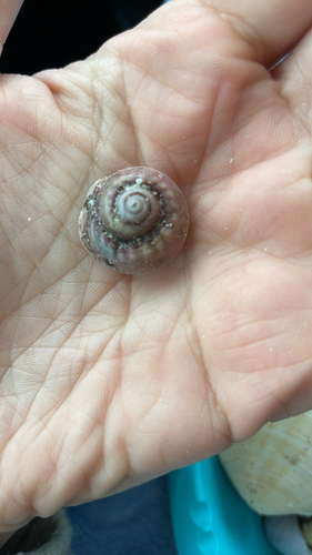 Gibbula magus observed 2026-09-22