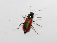 Malachius kraussi