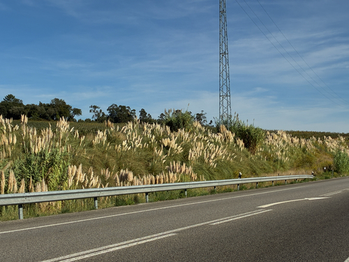Pampas Grass
