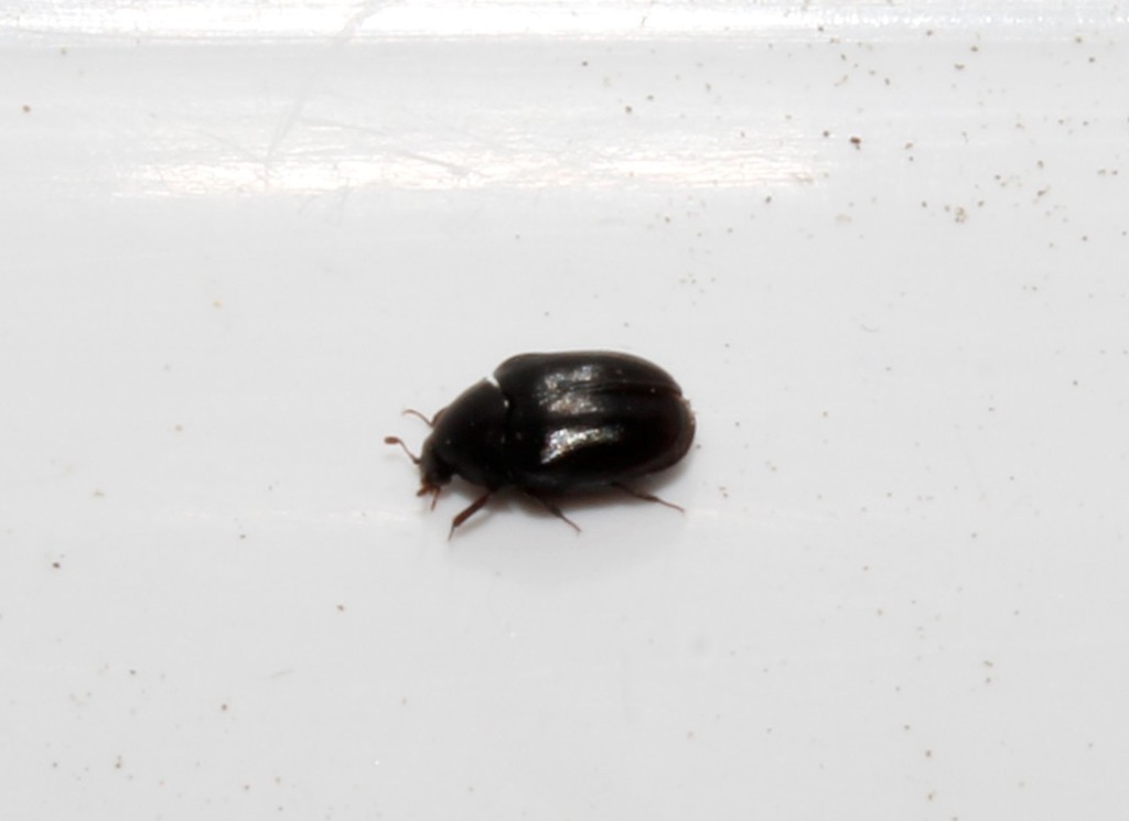 Orphilus beali