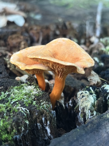 False Chanterelle