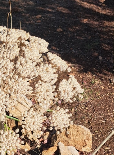 wild carrot