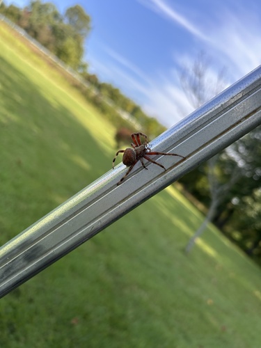 Spotted Orbweaver