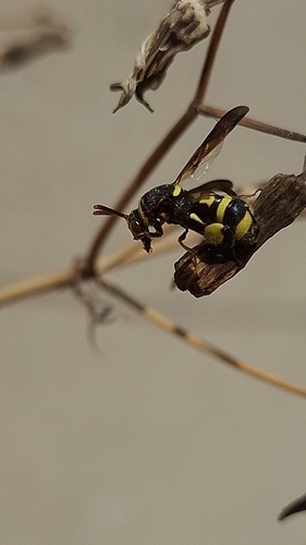 Leucospis brevicauda