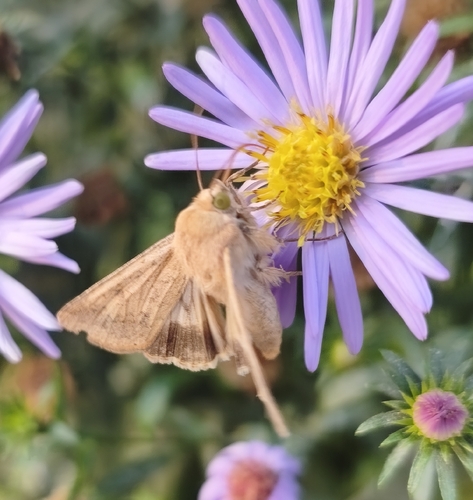 Cotton Bollworm Moth
