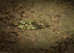 Sorolopha delochlora