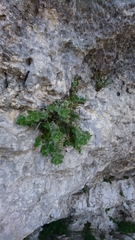 Origanum calcaratum