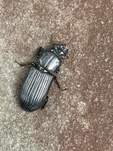 Horned Passalus Beetle