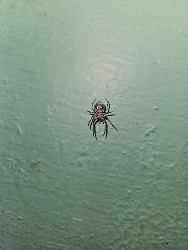 Walnut Orbweaver