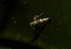 Cyphosticha panconita