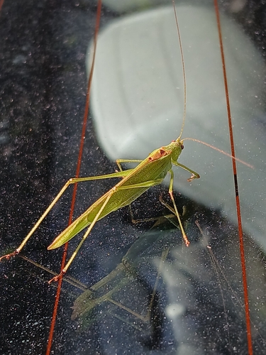 Sickle-bearing Bush-cricket