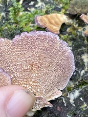 Held polypore showing its rough lavender-brown underside and tiny toothlike points