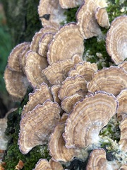 Wider view of banded shelves crowding the mossy fallen wood