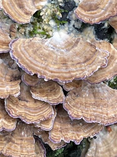 Overlapping brown Violet-toothed Polypore fans with violet and cream margins