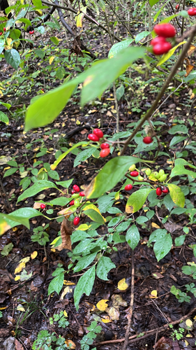 northern spicebush