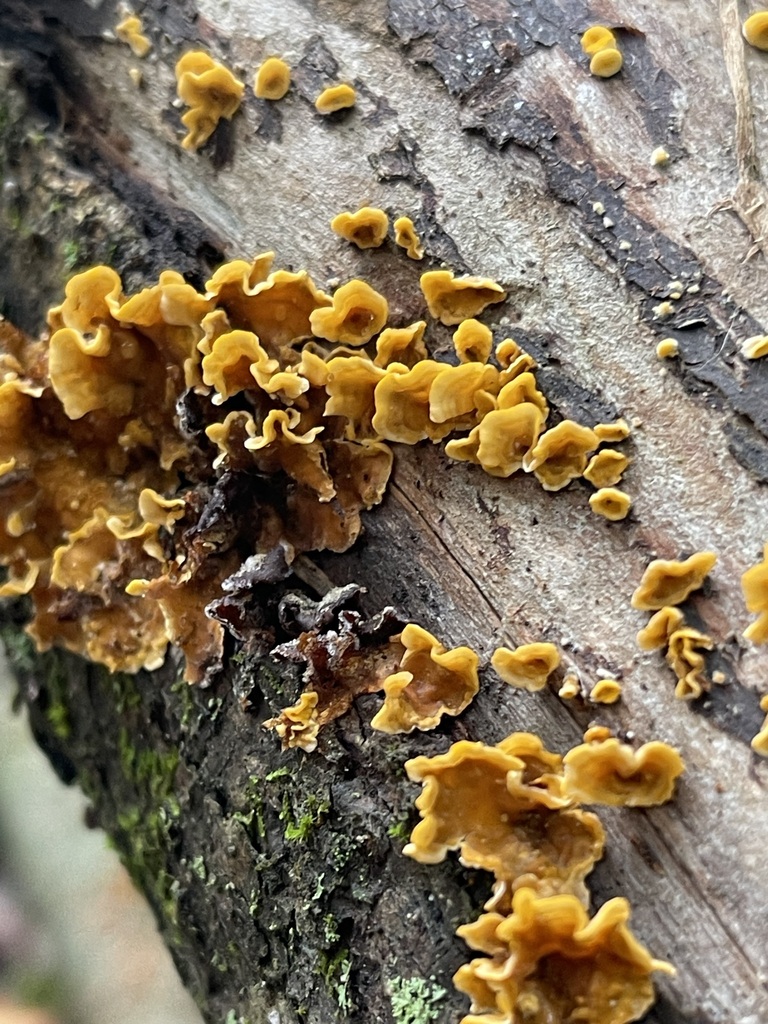 crowded parchment · September 2026 · photo: Photo: (c) Rachel Stepek, some rights reserved (CC BY) · iNaturalist