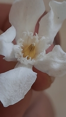 Wrightia antidysenterica