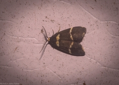 Thallarcha phalarota