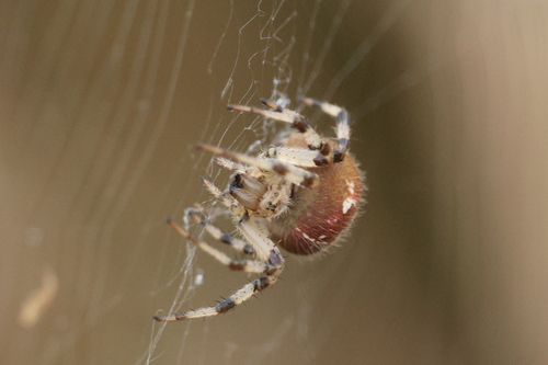 Four-spot Orbweaver