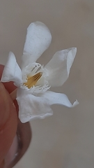 Wrightia antidysenterica