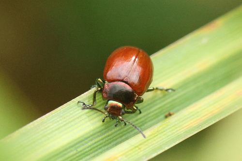 Knotgrass leaf beetle