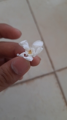 Wrightia antidysenterica