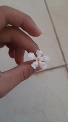 Wrightia antidysenterica