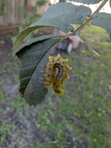 Mountain Ash Sawfly
