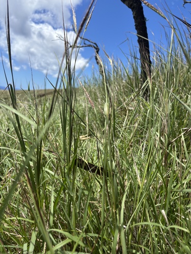 Heteropogon contortus observed 2026-09-12