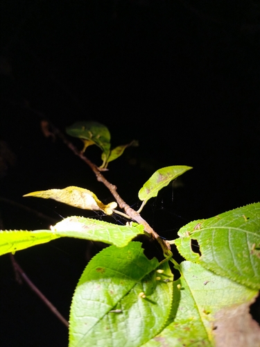 Phyllocoptes eupadi