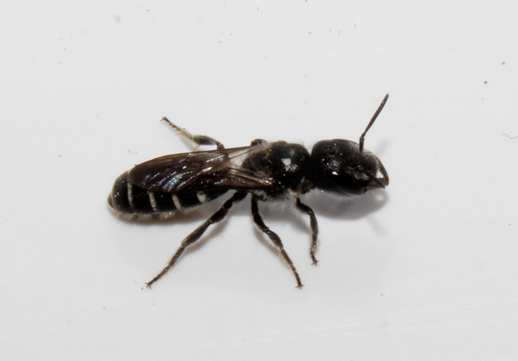 Protosmia longiceps
