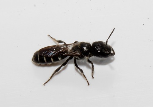 Protosmia longiceps