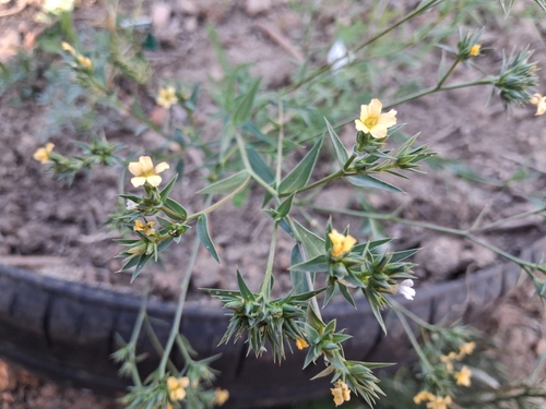 Upright Yellow-flax
