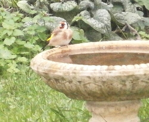 European Goldfinch