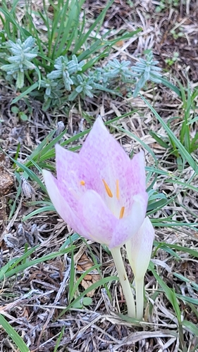 Colchicum haynaldii