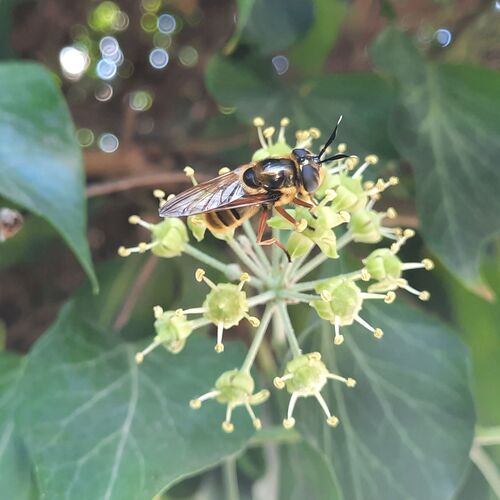 Ivy Longhorn