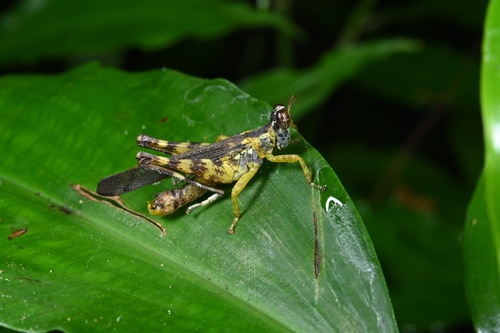 China mantispoides