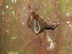 Homotrigona apicalis