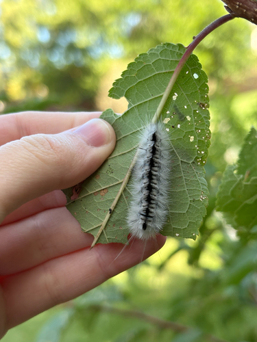Hickory Tussock Moth