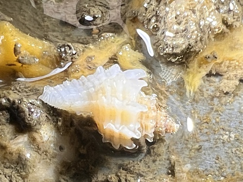 Ocenebra japonica, 2026-09-22
