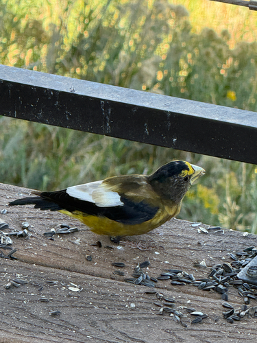 Evening Grosbeak