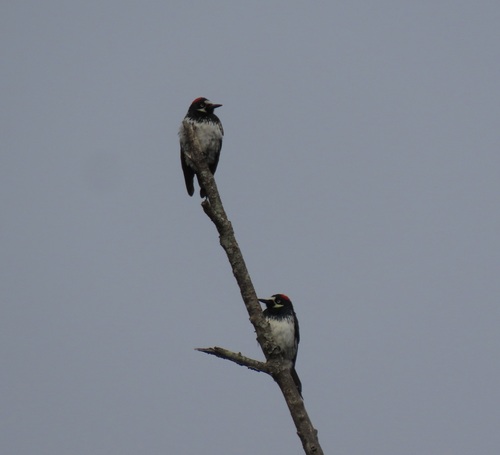 Acorn Woodpecker seen in Sonoma Valley