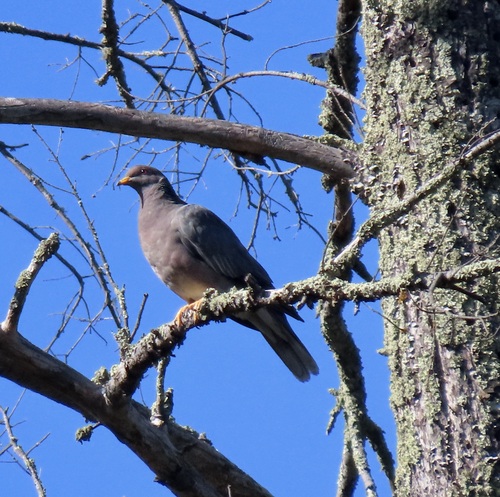Band-tailed Pigeon seen in Sonoma Valley