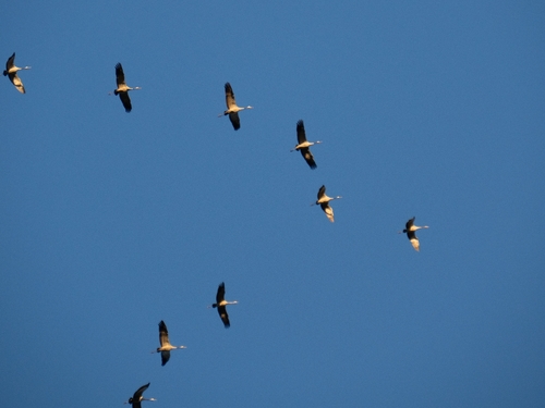 Common Crane