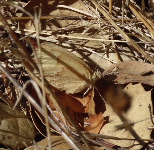 California Ringlet seen in Sonoma Valley